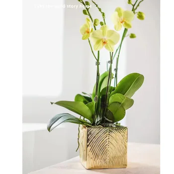 Квадратен керамична саксия phalaenopsis гърне с една орхидея Новогодишния фестивал на цветята цвете за декорация с галванично покритие gold light luxu