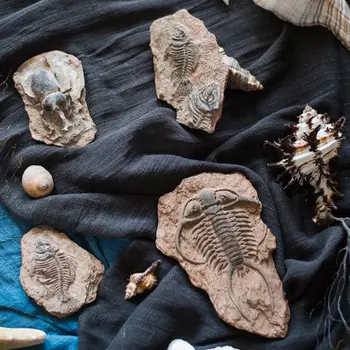 Художествени украшения от кости на праисторически вкаменелости на риби, морски обитатели, персонални аксесоари за дома, преподава биология, подаръци